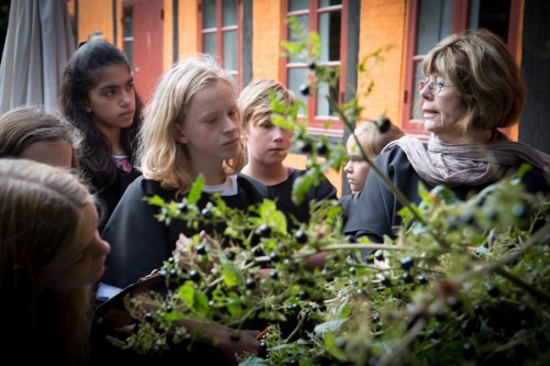 Eleverne kommer ud af klasseværelset som her, hvor en 6. klasse får undervisning i, munkenes brugte lægeurter i Vor Frues urtehave